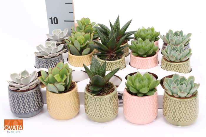 <h4>SUCC GEM 5 SRT</h4>