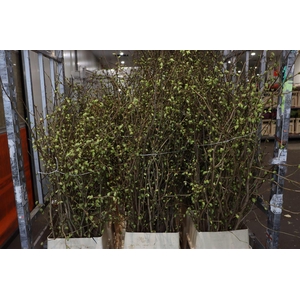 Corylopsis 140cm P Stem