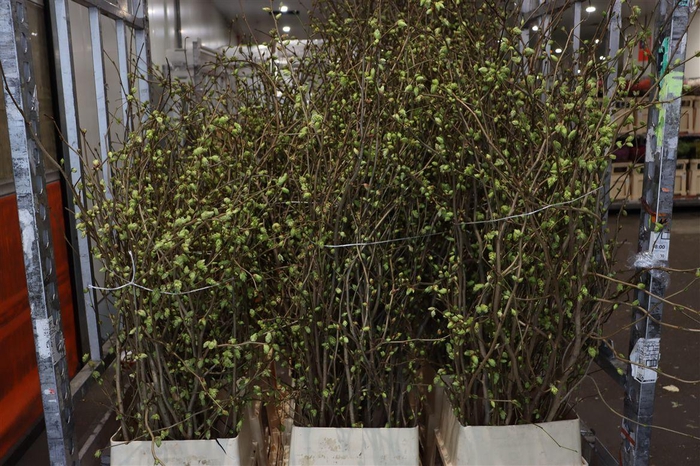 <h4>Corylopsis 140cm P Stem</h4>
