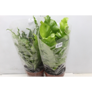 ASPLENIUM VARIADO P17
