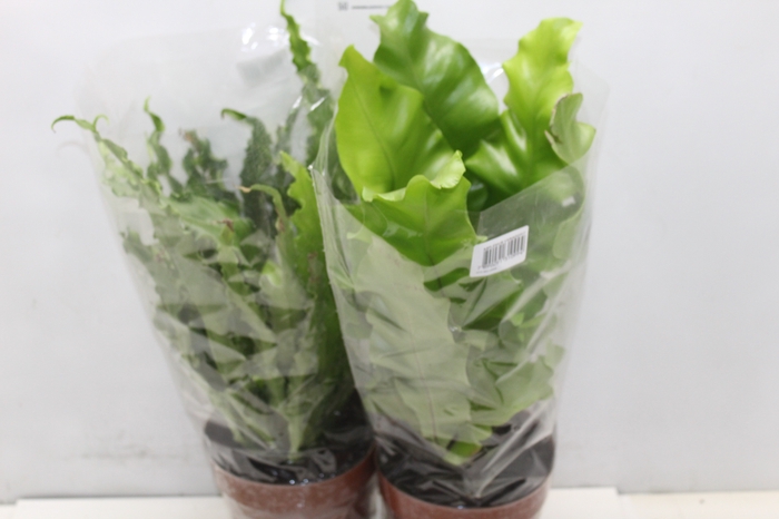 <h4>ASPLENIUM VARIADO P17</h4>