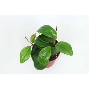 Hoya Quinquenervia (RPP 131-01) 12 cm