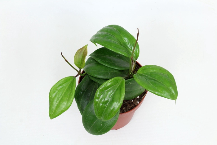 <h4>Hoya Quinquenervia (RPP 131-01) 12 cm</h4>