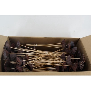Stick Lotus Pod Nat. Medium