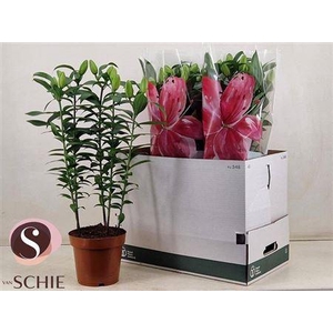 Lil Or Du Rl Zeta5pp