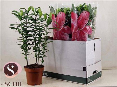 <h4>Lil Or Du Rl Zeta5pp</h4>