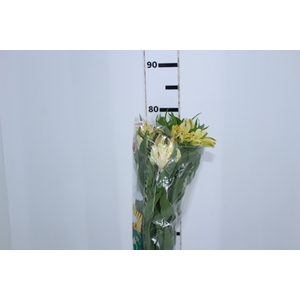 ALSTROEMERIA BOA VISTA 080 CM