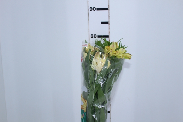 ALSTROEMERIA BOA VISTA 080 CM