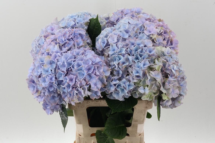 <h4>Hydr M My Minerva</h4>