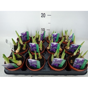 Iris reticulata 'Pixie'