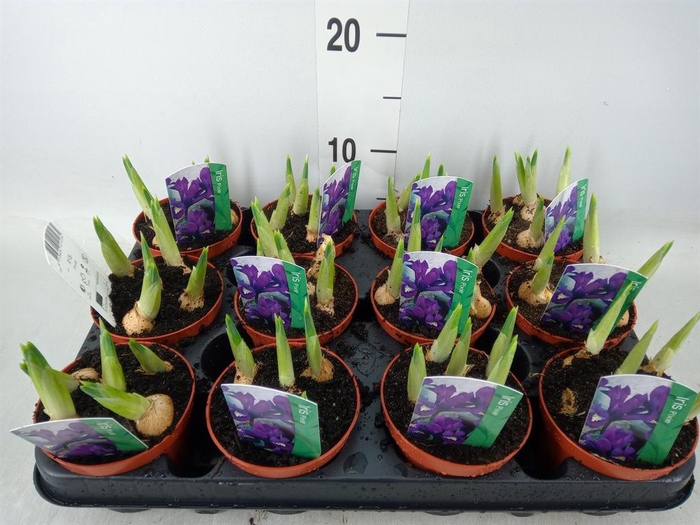 <h4>Iris reticulata 'Pixie'</h4>