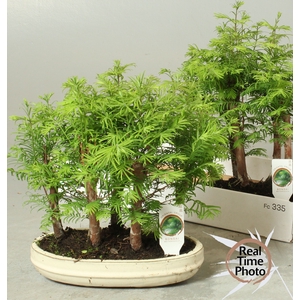 BONSAI OV