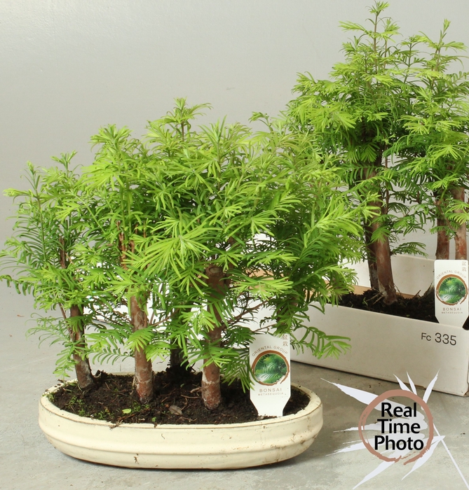 <h4>BONSAI OV</h4>