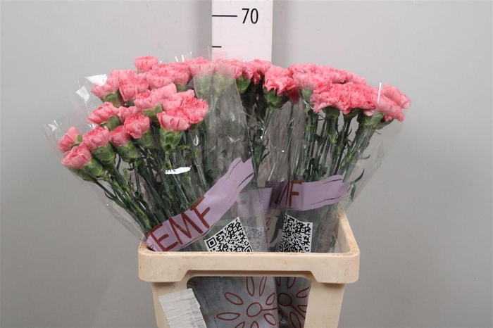 <h4>Di St True Love</h4>