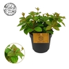 Peperomia Ang. Verde Hell Rocca Vivace