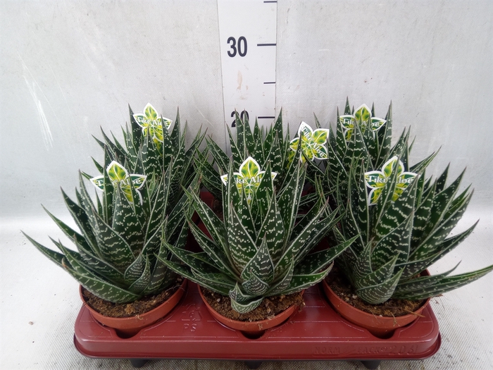 <h4>Aloe aristata 'Tiki Tahi'</h4>