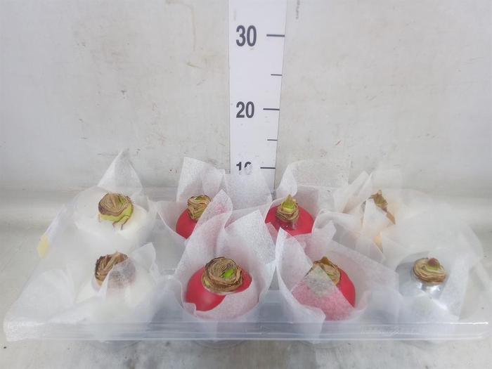 <h4>Hippeastrum   ...waxed</h4>