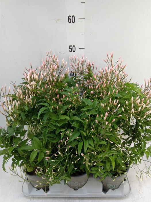 <h4>Jasminum polyanthum</h4>