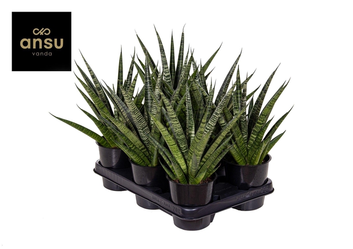 <h4>Sansevieria Comet Queen Marble</h4>