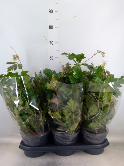 <h4>Cissus rhombifolia 'Ellen Danica'</h4>