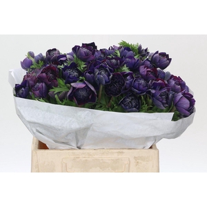Anemone Levante Blue