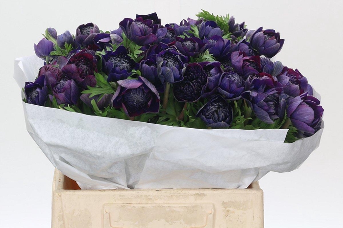 <h4>Anemone Levante Blue</h4>