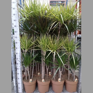 Dracaena   ...mix