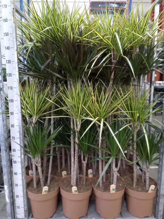 <h4>Dracaena   ...mix</h4>