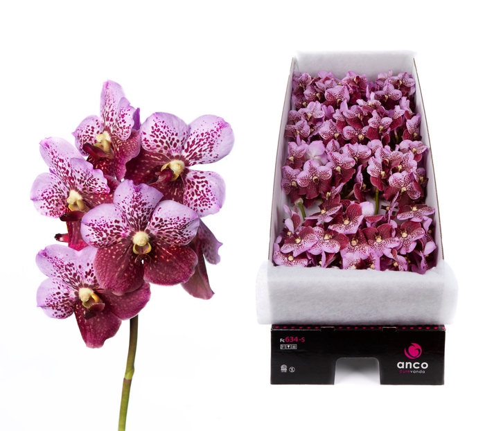 <h4>Vanda Divana Pink Mahogany</h4>