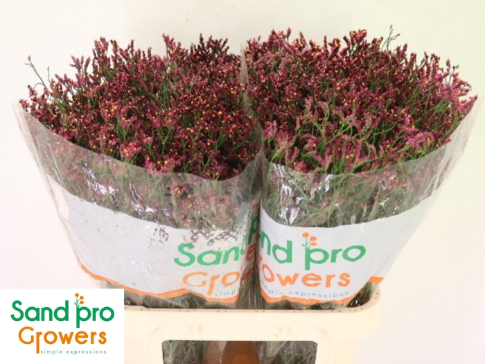 <h4>LIM SIN SCARLET DIA</h4>