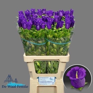 Campanula M Champion Blue