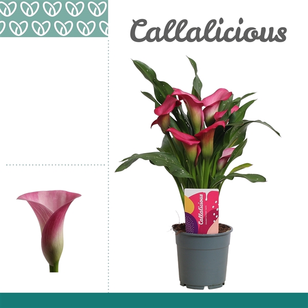 <h4>Zantedeschia Roze</h4>
