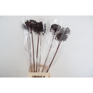 DF Allium Paint Bordeaux