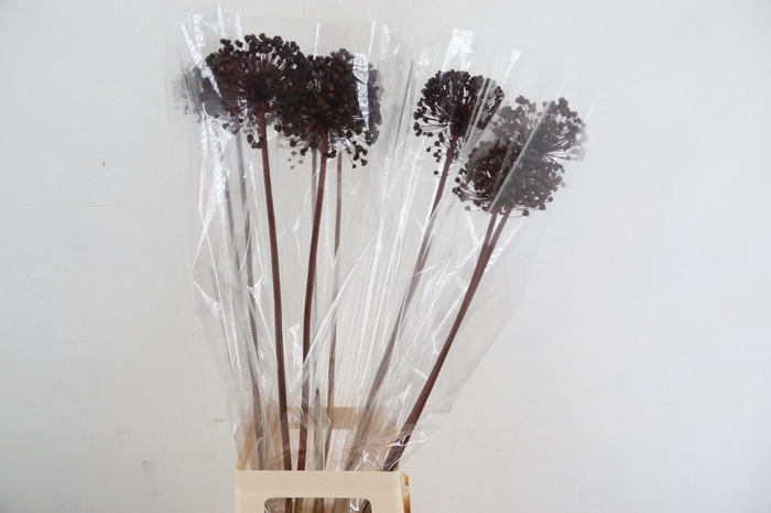<h4>DF Allium Paint Bordeaux</h4>