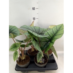 Alocasia   ...