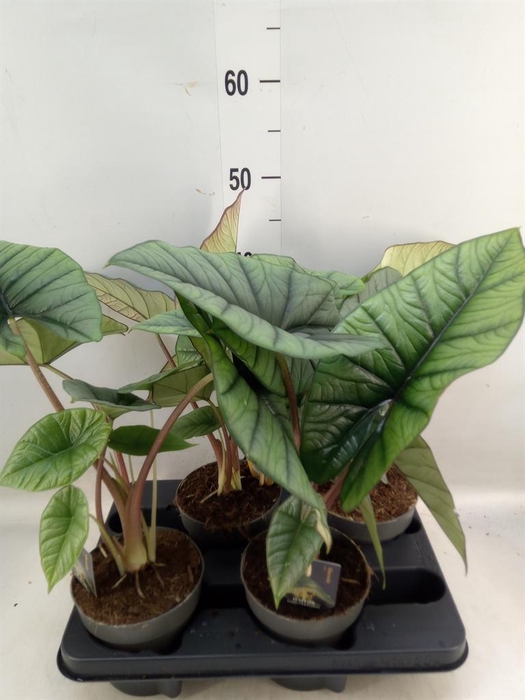 <h4>Alocasia   ...</h4>