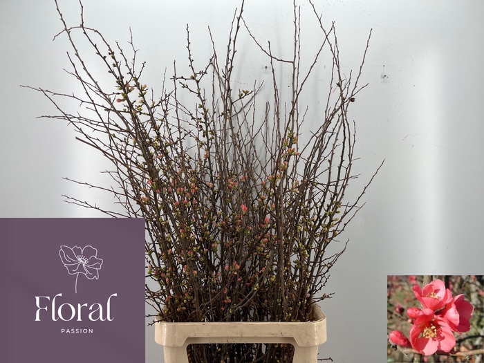 <h4>CHAENOMELES SUPERBA</h4>