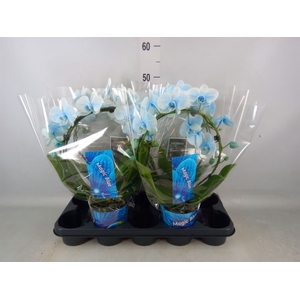 Phalaenopsis   ...