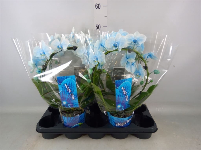 <h4>Phalaenopsis   ...</h4>