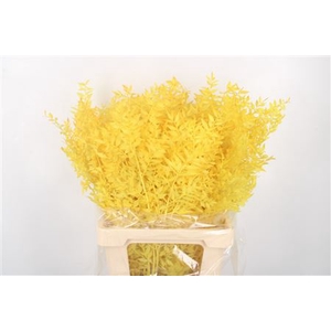 Ruscus. Yellow Per Stem