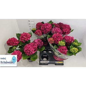 HYDR M AMSTERDAM