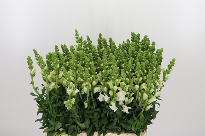 <h4>Antir Antibes White</h4>