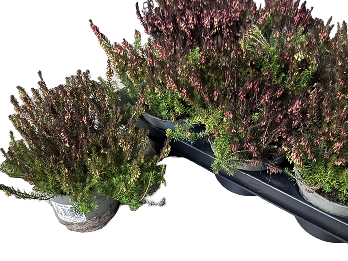 <h4>ERIC CARNEA</h4>