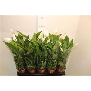 Spath Alana 4+