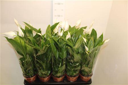 <h4>Spath Alana 4+</h4>