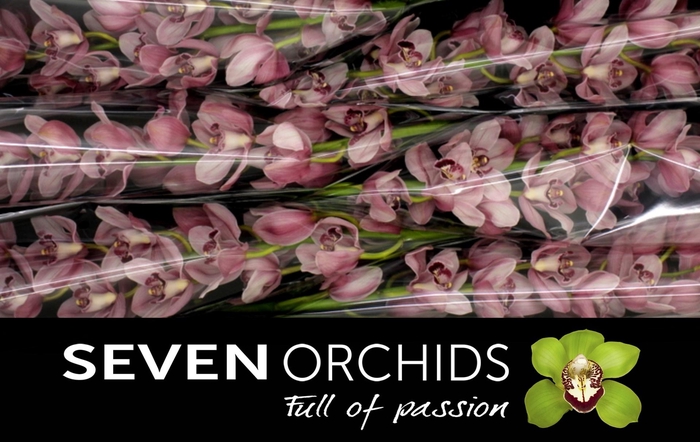 <h4>CYMB T QUEEN MONA</h4>