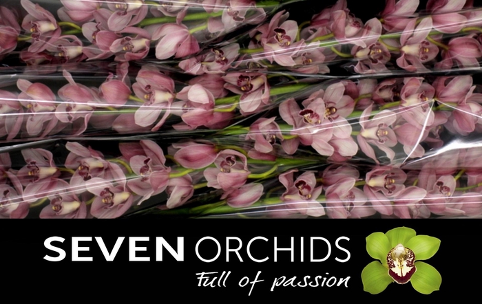 <h4>CYMB T QUEEN MONA</h4>