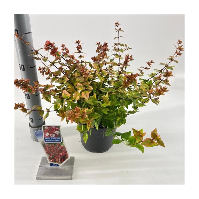<h4>Abelia grandiflora Mystic Daydream ('Opstal 40'PBR)</h4>