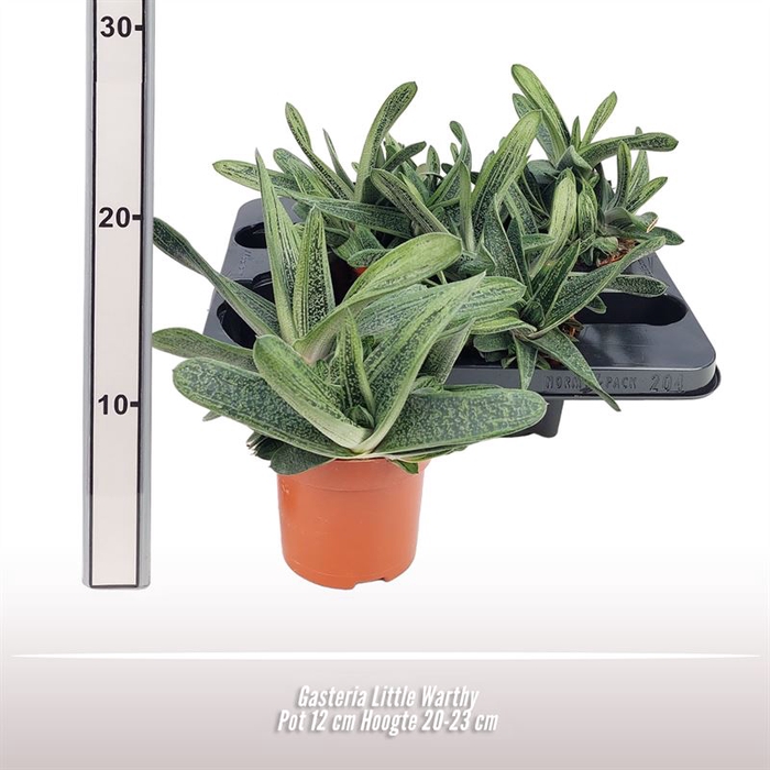 <h4>Gasteria Little Warthy</h4>