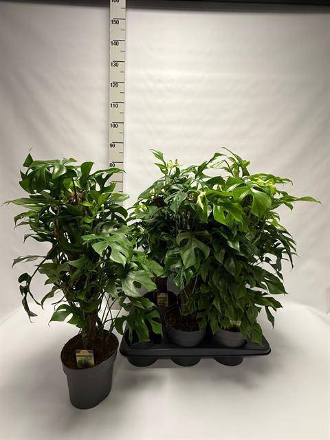 <h4>PHIL OVERIG</h4>